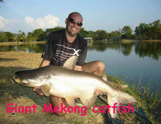 Giant catfish chiangmai